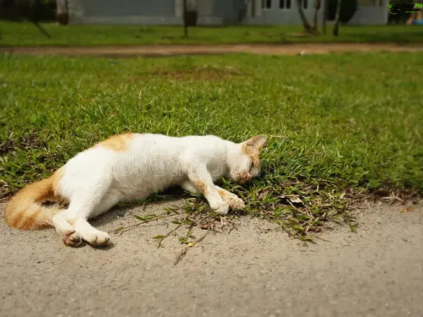 Dead Cat Removal