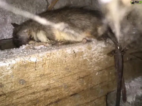 Dead Rat Removal Nirimba